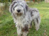 Bergamasco ZaginioneKoty.pl