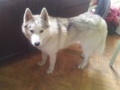 Daimon