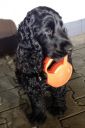 Cocker Spaniel Czarny ZaginioneKoty.pl