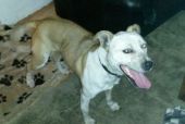 Amstaff ZaginioneKoty.pl