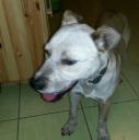 Amstaff ZaginioneKoty.pl