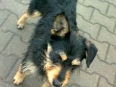 Miśka