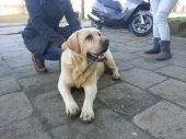 Labrador biszkoptowy ZaginioneKoty.pl