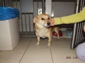 Sunia
