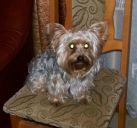 Yorkshire Terrier ZaginioneKoty.pl