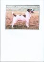 jack russell terier ZaginioneKoty.pl