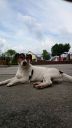 jack russell terier ZaginioneKoty.pl