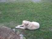 Labrador biszkoptowy ZaginioneKoty.pl