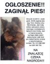 York ZaginioneKoty.pl
