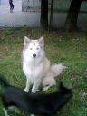 Husky ZaginioneKoty.pl