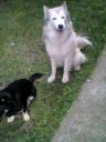 Husky ZaginioneKoty.pl