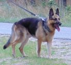 Bruno