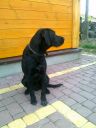 ROKI