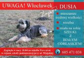 Dusis