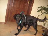labrador ZaginioneKoty.pl