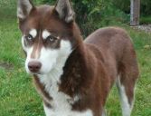 syberian husky ZaginioneKoty.pl