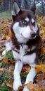 syberian husky ZaginioneKoty.pl