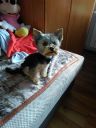 Dasti