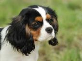Fido