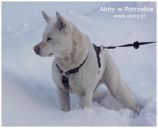 akita ZaginioneKoty.pl