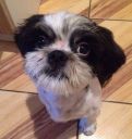 Roki