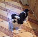 Shih tzu ZaginioneKoty.pl
