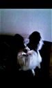 Papillon ZaginioneKoty.pl