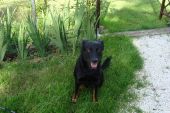 ares