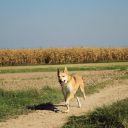 mieszaniec ZaginioneKoty.pl