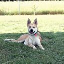 mieszaniec ZaginioneKoty.pl