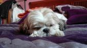 Shih Tzu ZaginioneKoty.pl