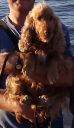 cocker spaniel ZaginioneKoty.pl