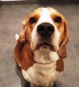 Beagle ZaginioneKoty.pl