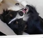 Border Collie ZaginioneKoty.pl