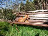 Cocker Spaniel Angielski ZaginioneKoty.pl