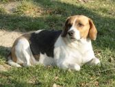 beagel ZaginioneKoty.pl