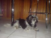 PIOTREK