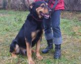 mieszaniec ZaginioneKoty.pl