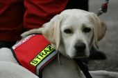 labrador ZaginioneKoty.pl