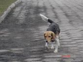 mieszaniec podobny do beagla ZaginioneKoty.pl