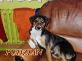 Pudzian