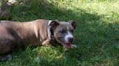 amstaff ZaginioneKoty.pl