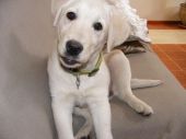 labrador ZaginioneKoty.pl