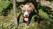 amstaff ZaginioneKoty.pl