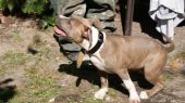 amstaff ZaginioneKoty.pl