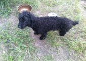 pudel ZaginioneKoty.pl