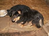 Borys