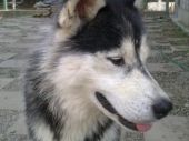 husky ZaginioneKoty.pl