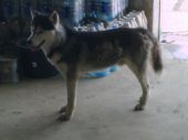 husky ZaginioneKoty.pl