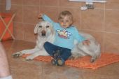 labrador ZaginioneKoty.pl